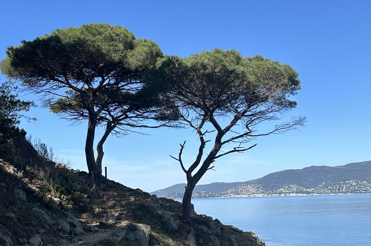 Pins parasols sur le sentier du littoral, au-dessus de la mer, dans le golfe de Saint-Tropez